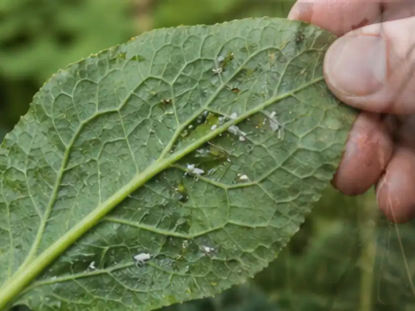 Hand hält ein Blatt mit kleinen hellen Schädlingen auf der Unterseite; Thema Exotische Pflanzen, Schwerpunkt Pflanzenschutz; Titelbild.