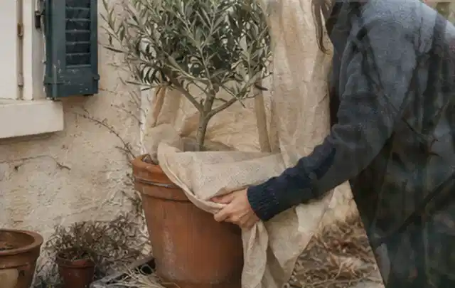 Person umhüllt eine mediterrane Kübelpflanze mit atmungsaktivem Winterschutz; Thema Exotische Pflanzen, Schwerpunkt Pflanzenschutz; Ausgangslage.