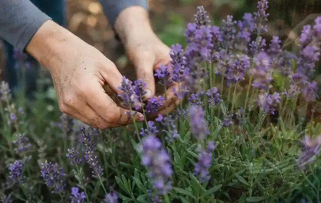 Hände pflegen blühenden Lavendel in einem natürlich angelegten Gartenbeet; Thema Exotische Pflanzen, Schwerpunkt Pflanzenschutz; Umsetzung.