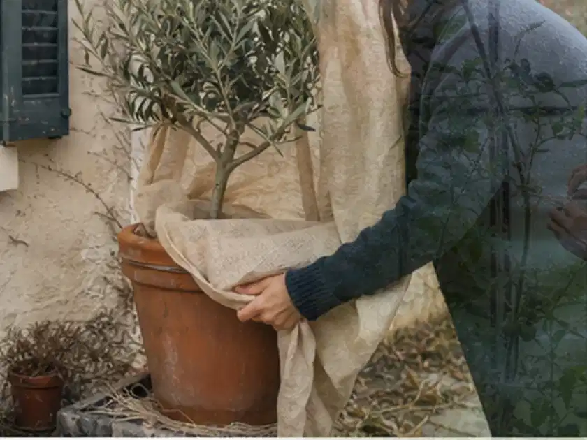Person umhüllt eine mediterrane Kübelpflanze mit atmungsaktivem Winterschutz; Thema Exotische Pflanzen, Schwerpunkt Pflanzpartner; Titelbild.