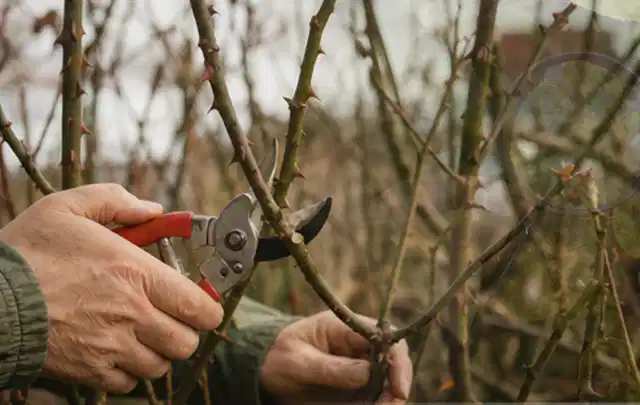 Hände schneiden einen älteren Rosenstrauch mit einer sauberen Gartenschere; Thema Exotische Pflanzen, Schwerpunkt Pflanzpartner; Kontrolle.