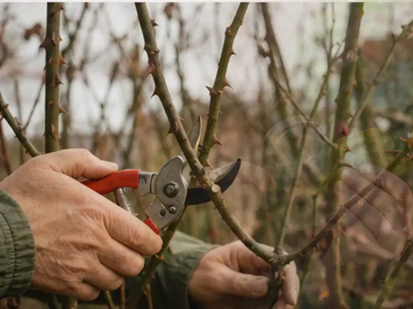 Hände schneiden einen älteren Rosenstrauch mit einer sauberen Gartenschere; Thema Exotische Pflanzen, Schwerpunkt Problemlösung; Titelbild.