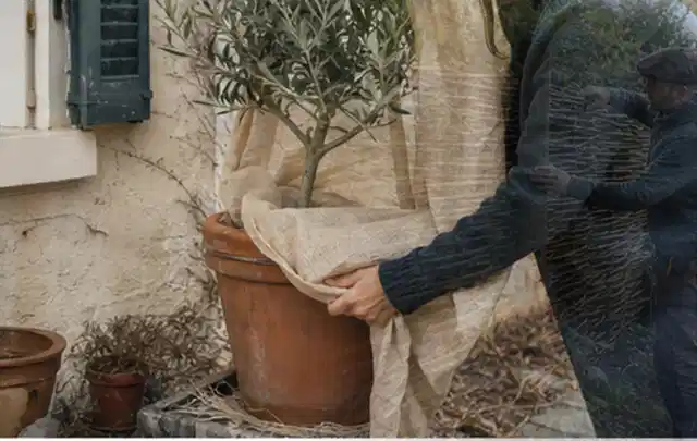 Person umhüllt eine mediterrane Kübelpflanze mit atmungsaktivem Winterschutz; Thema Exotische Pflanzen, Schwerpunkt Problemlösung; Praxisalltag.