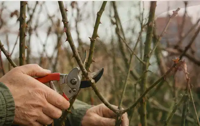 Hände schneiden einen älteren Rosenstrauch mit einer sauberen Gartenschere; Thema Exotische Pflanzen, Schwerpunkt Rückschnitt; Umsetzung.
