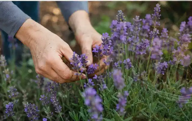 Hände pflegen blühenden Lavendel in einem natürlich angelegten Gartenbeet; Thema Exotische Pflanzen, Schwerpunkt Rückschnitt; Kontrolle.