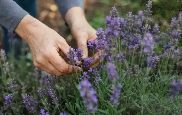 Hände pflegen blühenden Lavendel in einem natürlich angelegten Gartenbeet; Thema Exotische Pflanzen, Schwerpunkt Sortenwahl; Ausgangslage.