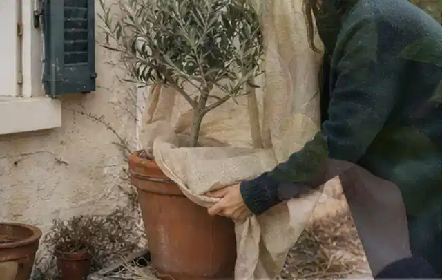 Person umhüllt eine mediterrane Kübelpflanze mit atmungsaktivem Winterschutz; Thema Exotische Pflanzen, Schwerpunkt Sortenwahl; Kontrolle.