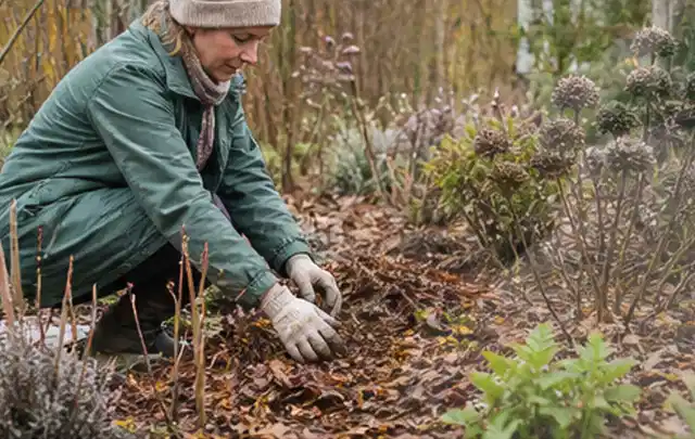 Person verteilt eine schützende Mulchschicht zwischen winterlichen Stauden; Thema Exotische Pflanzen, Schwerpunkt Sortenwahl; Ergebnis.