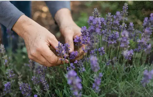 Hände pflegen blühenden Lavendel in einem natürlich angelegten Gartenbeet; Thema Exotische Pflanzen, Schwerpunkt Topfkultur; Kontrolle.
