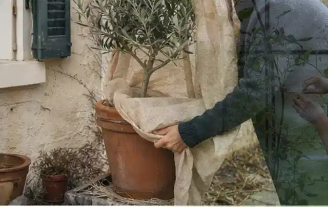 Person umhüllt eine mediterrane Kübelpflanze mit atmungsaktivem Winterschutz; Thema Exotische Pflanzen, Schwerpunkt Topfkultur; Praxisalltag.