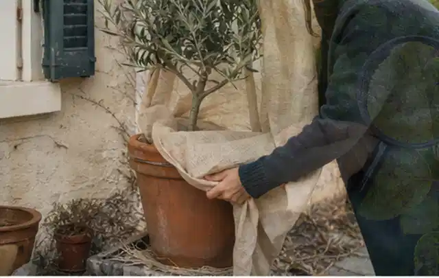 Person umhüllt eine mediterrane Kübelpflanze mit atmungsaktivem Winterschutz; Thema Exotische Pflanzen, Schwerpunkt Vermehrung; Praxisalltag.