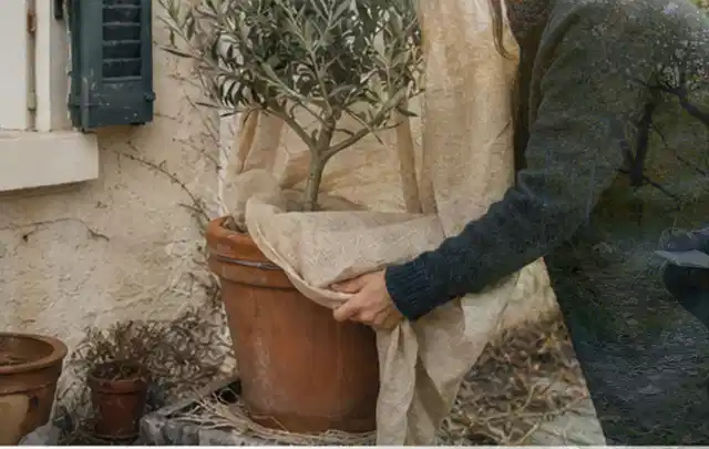 Person umhüllt eine mediterrane Kübelpflanze mit atmungsaktivem Winterschutz; Thema Exotische Pflanzen, Schwerpunkt Wachstum; Ausgangslage.