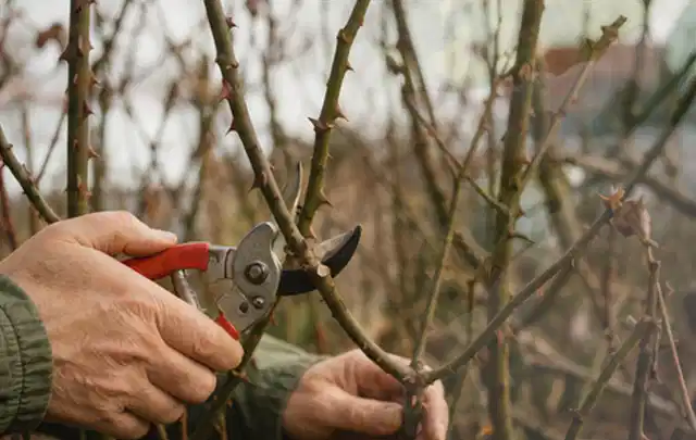 Hände schneiden einen älteren Rosenstrauch mit einer sauberen Gartenschere; Thema Exotische Pflanzen, Schwerpunkt Wachstum; Umsetzung.