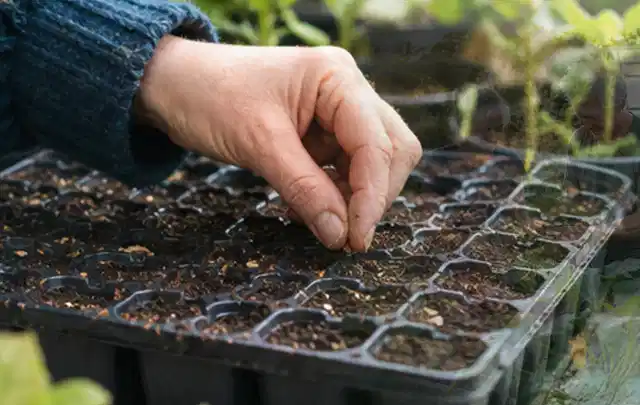 Hand legt einzelne Samen in vorbereitete Anzuchtschalen mit lockerer Erde; Thema Exotische Pflanzen, Schwerpunkt Winterpflege; Ausgangslage.