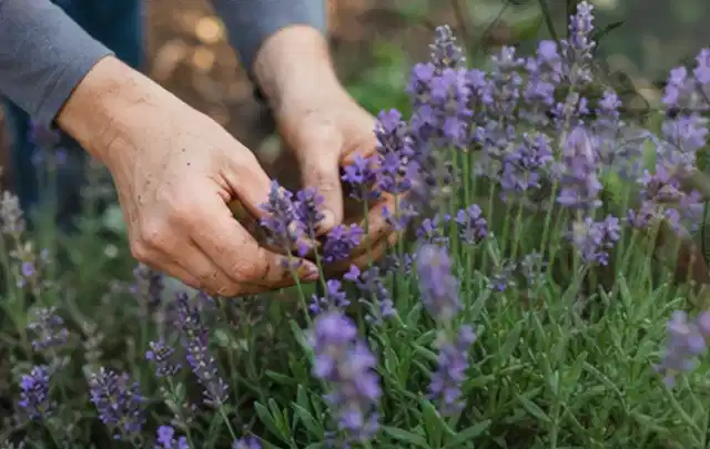 Hände pflegen blühenden Lavendel in einem natürlich angelegten Gartenbeet; Thema Exotische Pflanzen, Schwerpunkt Winterpflege; Ergebnis.