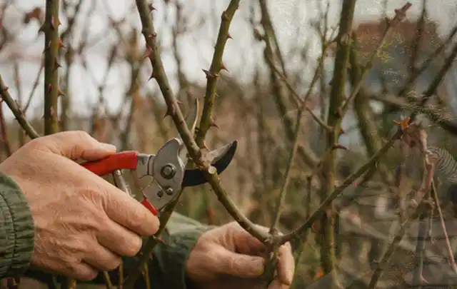 Hände schneiden einen älteren Rosenstrauch mit einer sauberen Gartenschere; Thema Exotische Pflanzen, Schwerpunkt Winterpflege; Praxisalltag.