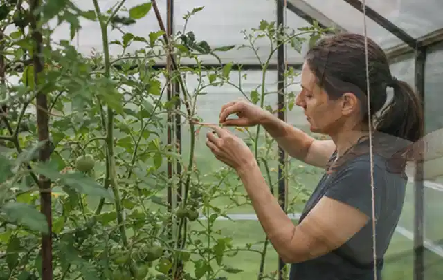 Person bindet junge Tomatentriebe in einem privaten Gewächshaus vorsichtig an; Thema Feigen, Schwerpunkt Anbau; Praxisalltag.
