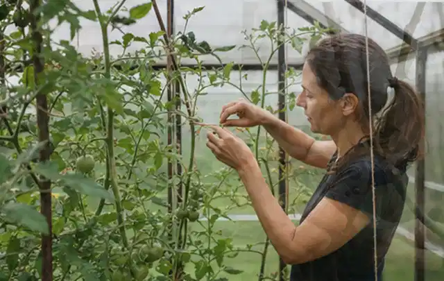 Person bindet junge Tomatentriebe in einem privaten Gewächshaus vorsichtig an; Thema Feigen, Schwerpunkt Aussaat; Umsetzung.