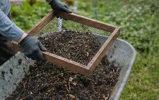 Behandschuhte Hände sieben reifen Kompost über einer Gartenschubkarre; Thema Feigen, Schwerpunkt Aussaat; Praxisalltag.