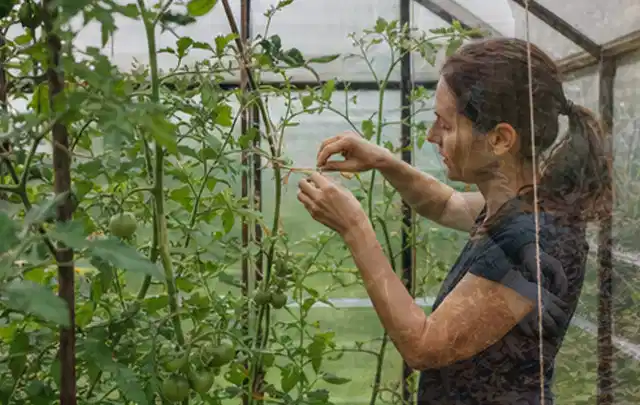Person bindet junge Tomatentriebe in einem privaten Gewächshaus vorsichtig an; Thema Feigen, Schwerpunkt Balkongarten; Ergebnis.