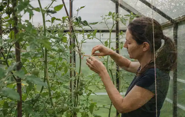 Person bindet junge Tomatentriebe in einem privaten Gewächshaus vorsichtig an; Thema Feigen, Schwerpunkt Einsteigerwissen; Umsetzung.