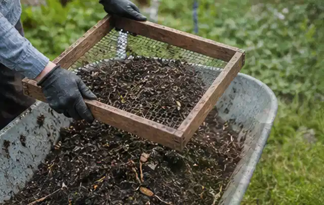 Behandschuhte Hände sieben reifen Kompost über einer Gartenschubkarre; Thema Feigen, Schwerpunkt Einsteigerwissen; Kontrolle.