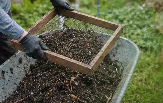 Behandschuhte Hände sieben reifen Kompost über einer Gartenschubkarre; Thema Feigen, Schwerpunkt Ernte; Ausgangslage.