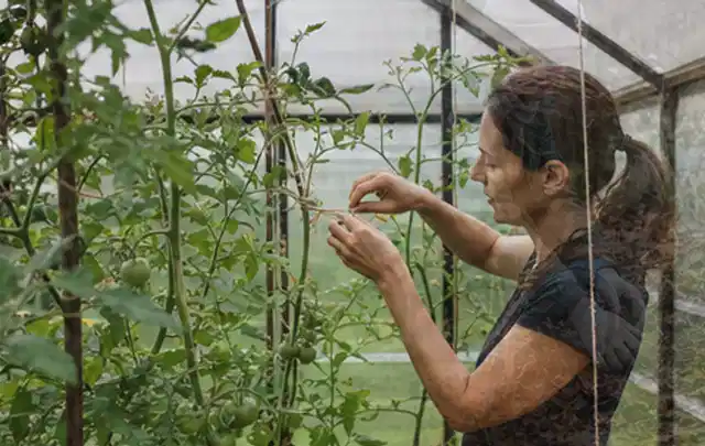 Person bindet junge Tomatentriebe in einem privaten Gewächshaus vorsichtig an; Thema Feigen, Schwerpunkt Ernte; Ergebnis.