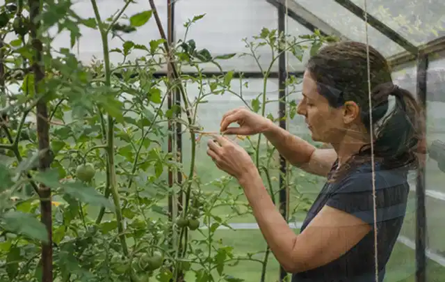 Person bindet junge Tomatentriebe in einem privaten Gewächshaus vorsichtig an; Thema Feigen, Schwerpunkt Ernteprobleme; Ausgangslage.