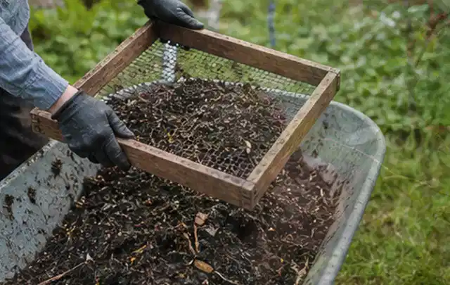 Behandschuhte Hände sieben reifen Kompost über einer Gartenschubkarre; Thema Feigen, Schwerpunkt Ernteprobleme; Ergebnis.
