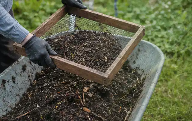 Behandschuhte Hände sieben reifen Kompost über einer Gartenschubkarre; Thema Feigen, Schwerpunkt Gewächshaus; Ergebnis.