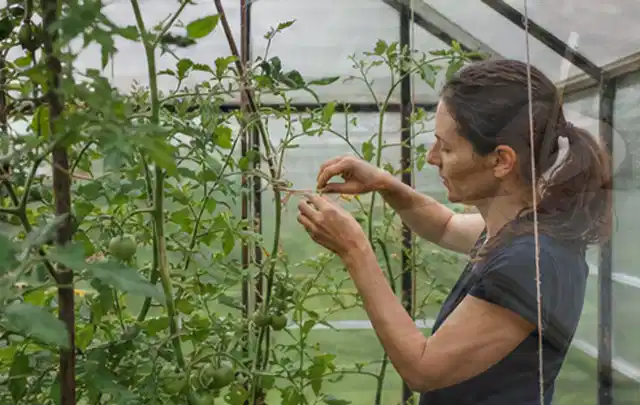 Person bindet junge Tomatentriebe in einem privaten Gewächshaus vorsichtig an; Thema Feigen, Schwerpunkt Gewächshaus; Praxisalltag.