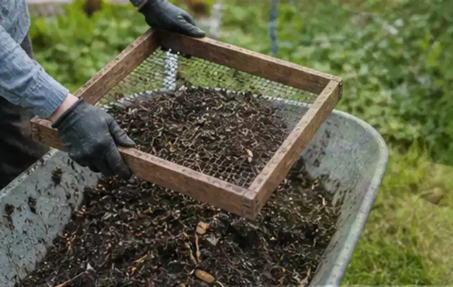 Behandschuhte Hände sieben reifen Kompost über einer Gartenschubkarre; Thema Feigen, Schwerpunkt Hochbeet; Umsetzung.