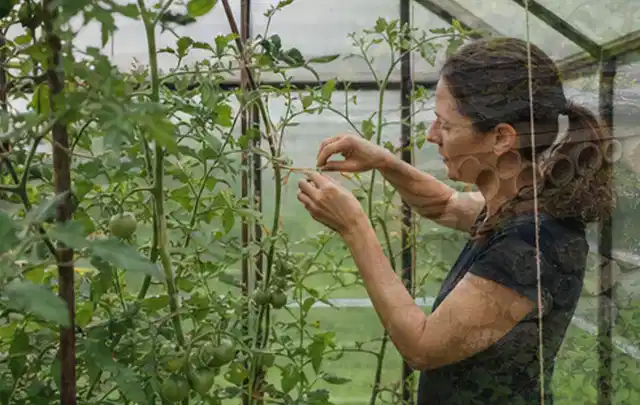 Person bindet junge Tomatentriebe in einem privaten Gewächshaus vorsichtig an; Thema Feigen, Schwerpunkt Obst; Kontrolle.