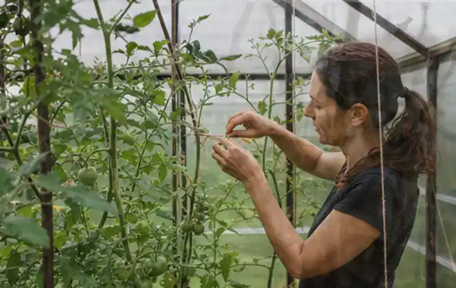 Person bindet junge Tomatentriebe in einem privaten Gewächshaus vorsichtig an; Thema Feigen, Schwerpunkt Pflanzenschutz; Ausgangslage.
