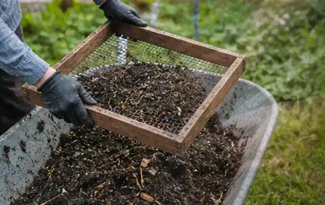 Behandschuhte Hände sieben reifen Kompost über einer Gartenschubkarre; Thema Feigen, Schwerpunkt Pflanzung; Praxisalltag.
