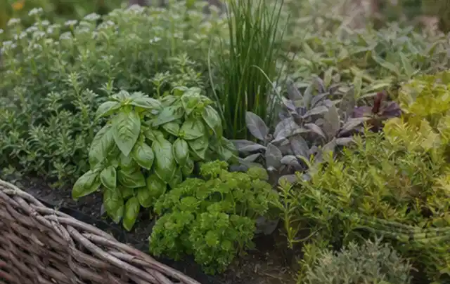 Dichtes Hochbeet mit Basilikum Schnittlauch Petersilie Salbei und weiteren Küchenkräutern; Thema Feigen, Schwerpunkt Saisonkalender; Umsetzung.