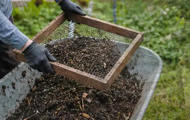 Behandschuhte Hände sieben reifen Kompost über einer Gartenschubkarre; Thema Feigen, Schwerpunkt Saisonkalender; Ergebnis.