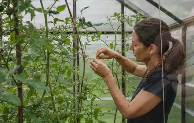 Person bindet junge Tomatentriebe in einem privaten Gewächshaus vorsichtig an; Thema Feigen, Schwerpunkt Schnitt; Ergebnis.