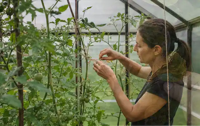 Person bindet junge Tomatentriebe in einem privaten Gewächshaus vorsichtig an; Thema Feigen, Schwerpunkt Sortenwahl; Umsetzung.