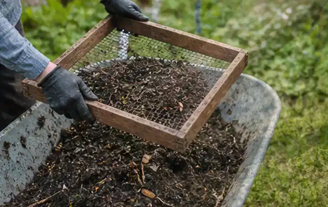 Behandschuhte Hände sieben reifen Kompost über einer Gartenschubkarre; Thema Feigen, Schwerpunkt Sortenwahl; Ergebnis.