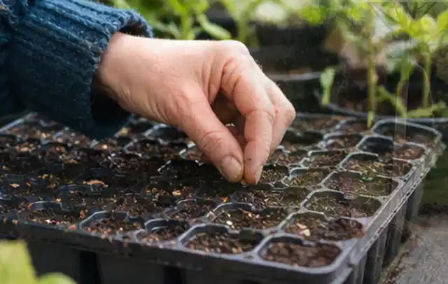 Hand legt einzelne Samen in vorbereitete Anzuchtschalen mit lockerer Erde; Thema Fenchel, Schwerpunkt Anbau; Kontrolle.
