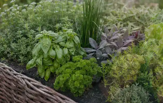Dichtes Hochbeet mit Basilikum Schnittlauch Petersilie Salbei und weiteren Küchenkräutern; Thema Fenchel, Schwerpunkt Aussaat; Ausgangslage.