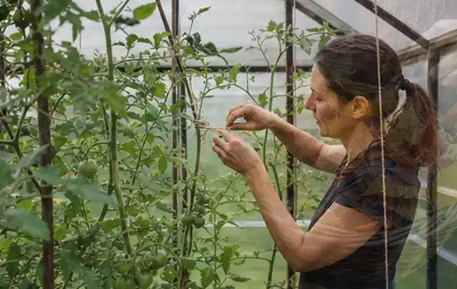Person bindet junge Tomatentriebe in einem privaten Gewächshaus vorsichtig an; Thema Fenchel, Schwerpunkt Bewässerung; Ausgangslage.