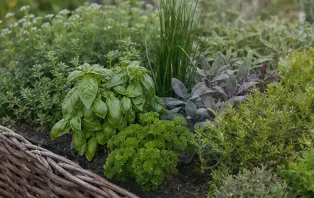 Dichtes Hochbeet mit Basilikum Schnittlauch Petersilie Salbei und weiteren Küchenkräutern; Thema Fenchel, Schwerpunkt Bewässerung; Praxisalltag.