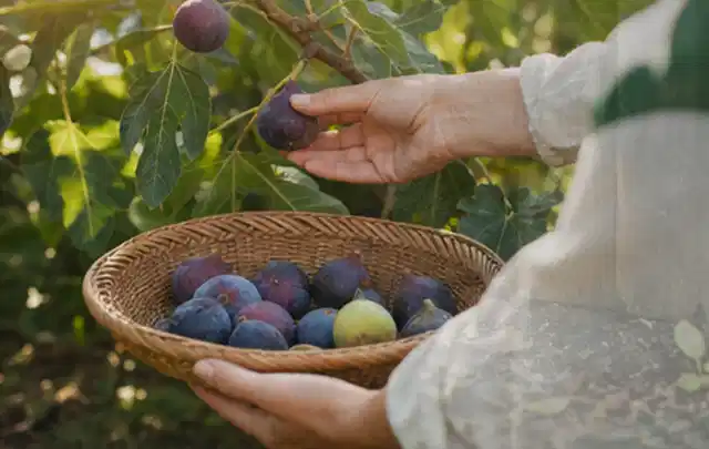 Hand pflückt eine reife Feige über einem flachen Korb mit Früchten; Thema Fenchel, Schwerpunkt Boden; Ausgangslage.