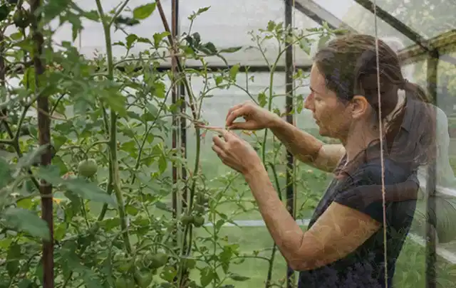 Person bindet junge Tomatentriebe in einem privaten Gewächshaus vorsichtig an; Thema Fenchel, Schwerpunkt Boden; Ergebnis.