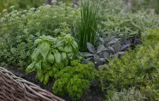 Dichtes Hochbeet mit Basilikum Schnittlauch Petersilie Salbei und weiteren Küchenkräutern; Thema Fenchel, Schwerpunkt Einsteigerwissen; Umsetzung.