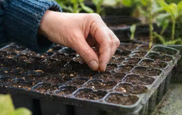 Hand legt einzelne Samen in vorbereitete Anzuchtschalen mit lockerer Erde; Thema Fenchel, Schwerpunkt Ernte; Umsetzung.