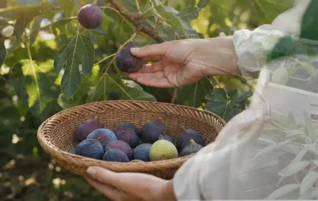 Hand pflückt eine reife Feige über einem flachen Korb mit Früchten; Thema Fenchel, Schwerpunkt Ernte; Ergebnis.
